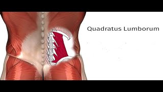 Two Minutes of Anatomy Quadratus Lumborum QL [upl. by Hafeenah698]