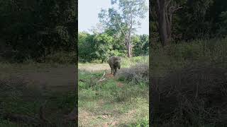 Yala National Park Block 05 [upl. by Solram]