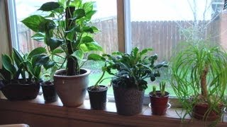 Houseplant Appreciation Day My easy houseplants with Darlene [upl. by Esidnak928]