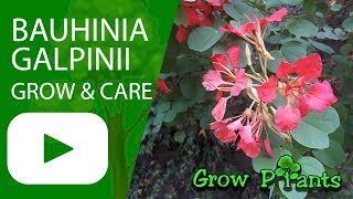 Bauhinia galpinii grow amp care [upl. by Athena]