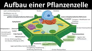 Pflanzenzelle  Aufbau und Funktion Zellorganellen und ihre Funktionen 23  Biologie Oberstufe [upl. by Eartha]