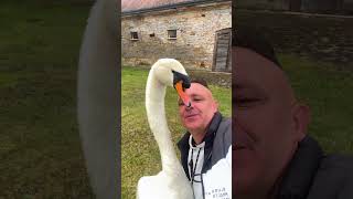 This man rescued a swan that was trapped and then swan birds short [upl. by Norraj228]