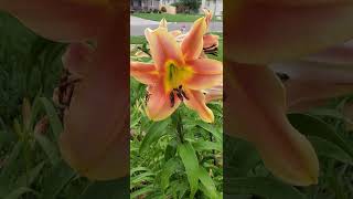 Tiger Lilies in the Rain A Splash of Orange flowers [upl. by Rabah]