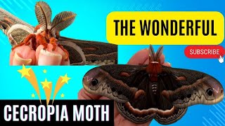 Hyalophora Cecropia Moth Male newly eclosed [upl. by Child]