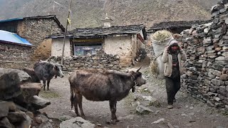 The Last Tibetan Village of Gorkha 4K  Tsum Valley Trek in 2024 [upl. by Skcirdnek]