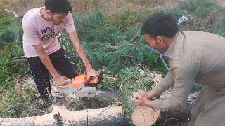 Tree cutting with topsun chainsaw 62cc [upl. by Semajwerdna]