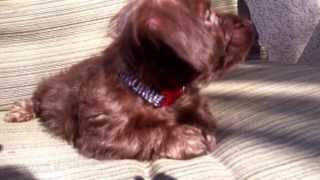 Doxiepoo puppy quotBrowniequot Chocolate brown dapple female puppy [upl. by Engleman]