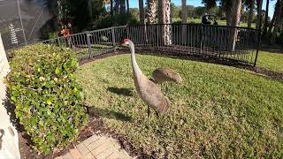 20230202 Visitors Sandhill Cranes Come to Hang for a Bit there are good things at PGAV too [upl. by Sioled]