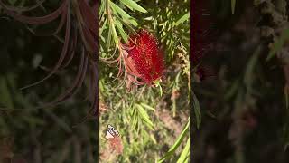 Bottlebrush and birdcalls on my naturebreak touchgrass [upl. by Seabrooke]