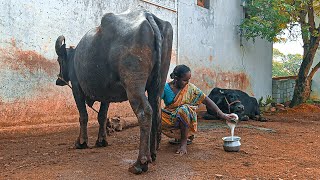 Buffalo Video day9 Morning iam Milking by hand My Big Buffalo My Home Shobhamma [upl. by Eenrahc]