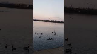 Willen Lake and BirdsMKEngland [upl. by Nagle]