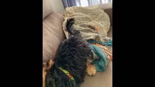 Yorkie Puppy Rudas Cute Sofa Bark Surprise Ruda the Yorkie [upl. by Fishback]