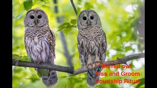 Barred owls kiss and groom courtship ritual [upl. by Theressa669]