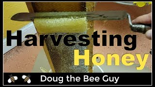 Harvesting Honey  How to harvest honey from a beehive [upl. by Eiramanit]