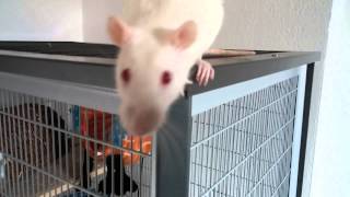 Albino Ratten haben jede Menge Spaß [upl. by Monte]