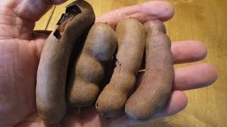 How to Eat Tropical Tamarind Fruit [upl. by Larianna]