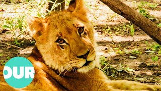 Female Lion Struggles To Find Confidence In Pride  Lion Country Ep3  Our World [upl. by Justino]