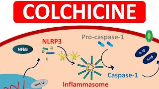 Colchicine Tablets for Gout  Mechanism precautions amp side efects [upl. by Maurilla]