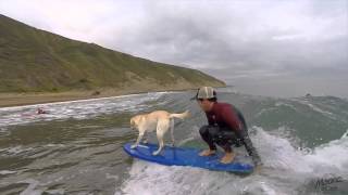 Mendi nuestro perro Surfer en MOANA SURF CAMP [upl. by Modestine]