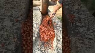 Large Grinder Grinding Legumes  Stone and Wood Grinder  Tradition That Lasts shorts [upl. by Zapot]