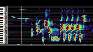 Nachtigall 1  Nightingale  3 Strophen  Spektrogramm  slowed down 24816x [upl. by Wilder]