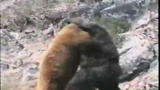 Bear Vs Gorilla  animal fight [upl. by Rafaello966]