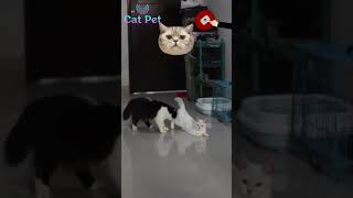 catcompilations cat catsofinstagram catvideos catlover cuteanimal cats mating funny [upl. by Grati]