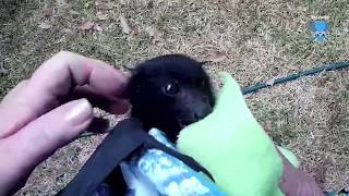 Rescuing a baby flyingfox alone in a tree this is Xanto [upl. by Nahsab]