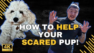 How to Stop Puppy Biting and Fearful Behaviour Essential Training for a Balanced Dog [upl. by Andriette]