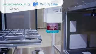 Multiply Labs and Wilson Wolf Collaborate to Automate GRex for Cell Therapy Manufacturing [upl. by Aleekat]