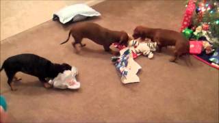 hilarious3 wiener dogs all opening christmas presents [upl. by Sadowski]