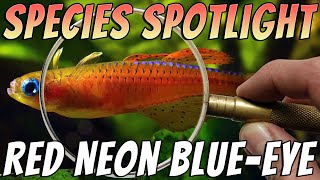 Red Neon Blue Eye Rainbowfish Pseudomugil luminatus Freshwater Aquarium Fish Profile amp Care Guide [upl. by Ayaros]