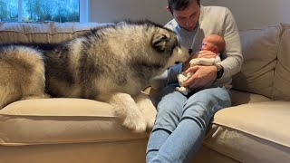 Giant Husky Meets Newborn Baby For The First Time Cutest Ever [upl. by Cherri]