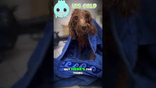 Do Dogs Love Showers The Truth Revealed youtubeshorts [upl. by Leinehtan]