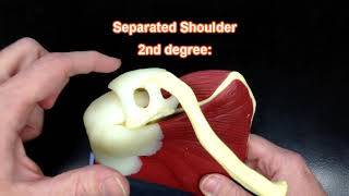 The Shoulder Scapula Muscle Model [upl. by Ttennaej]