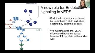 Endothelin1 contributes to vascular rupture risk in Vascular Ehlers Danlos syndrome mice [upl. by Fisk473]