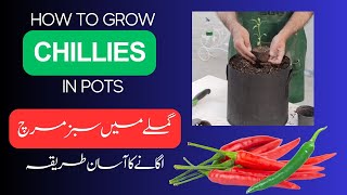 How to grow Chillies in pots [upl. by Land956]