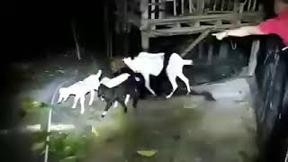 ASWANG TOTOO PALA😱👻  KAMBING MUNTIK NANG MAKAIN🤭 [upl. by Blum]