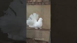 Pigeons  Lakka Pigeons Collection  Pigeons Vlog  Fancy Pigeons  Dn Birds Lover92 [upl. by Henig]