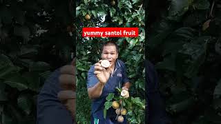 Santol fruit fruit simplelifeintheprovince [upl. by Atteloiv]