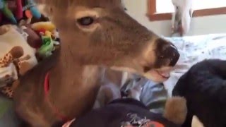 Dillie the Deer laughs at a joke about Johnny Manziel [upl. by Nitsud]