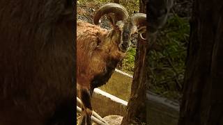 European mouflon sheep wildlife animals shorts shortvideo shortsfeed [upl. by Acinhoj]