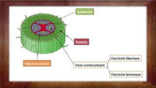 Biologie Clasa a 5a Lectia Tulpina partea 2 [upl. by Hamlani963]