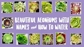 Types of Aeoniums and How to Water them with Names and Pictures  Succulents by Vonny [upl. by Corrianne]