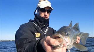 Striped Bass on the Pamlico River with Captain Mitchell Blake of FISHIBXcom [upl. by Christenson]