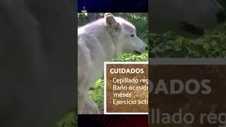 CHAPEUZINHO VERMELHO E O LOBO MAU  HISTORINHA EM PORTUGUÊS [upl. by Mcgray339]