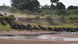 Great Migration  Masai Mara National Park  July 31 2023 [upl. by Chapin764]