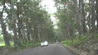 Tree Tunnel Road to Poipu Kauai [upl. by Ireland576]