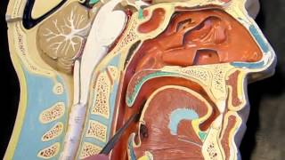 Anatomy and Physiology Chapter 22 Part C lecture Respiratory System [upl. by Dymoke]