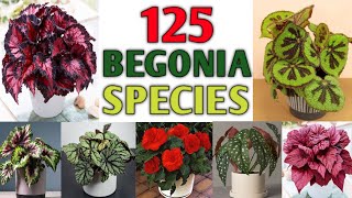 125 Rare Begonia Species with Names  Varieties of Begonia Plant Plant and Planting [upl. by Yadseut252]